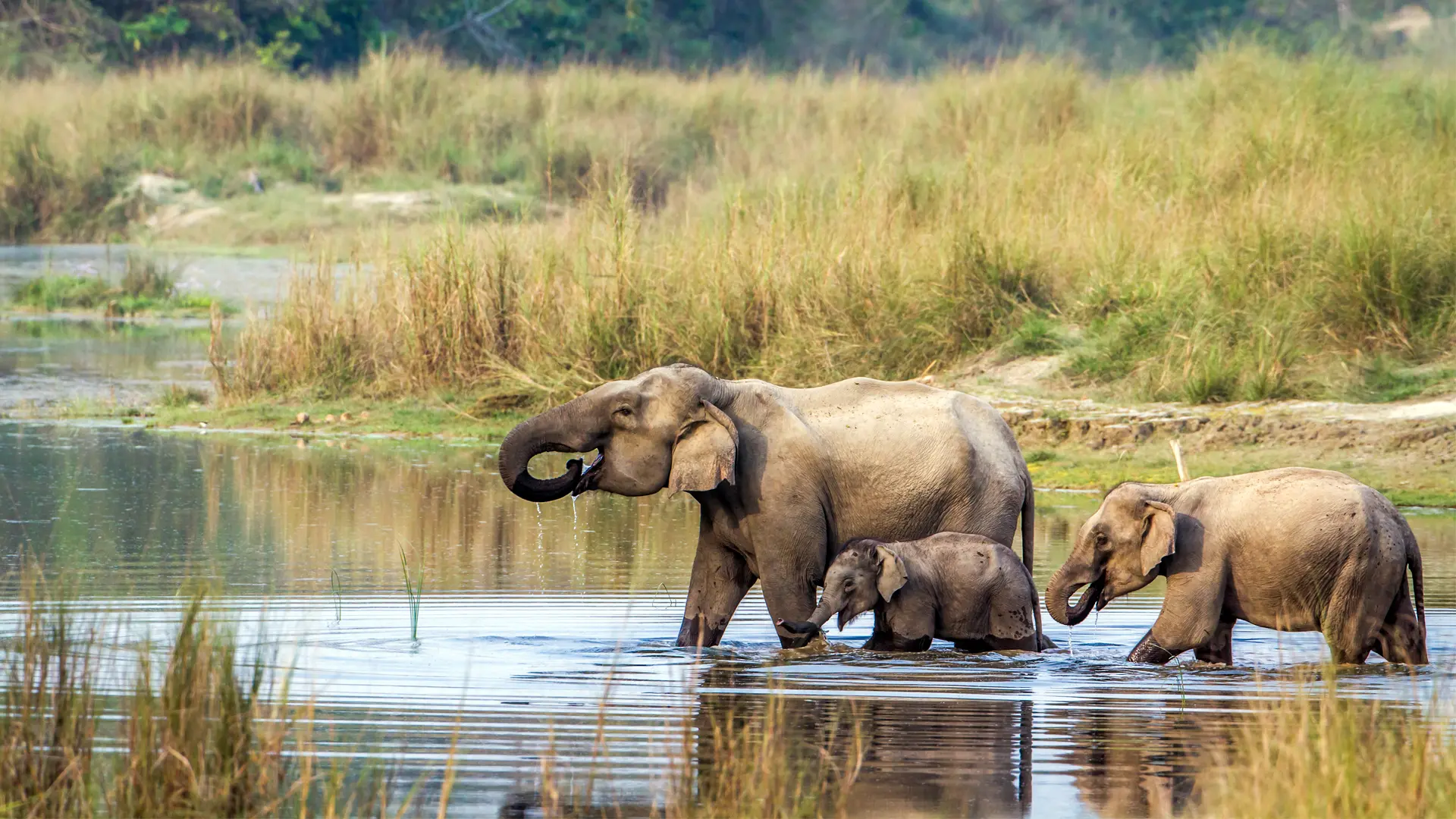 Chitwan National Park Jungle Safari