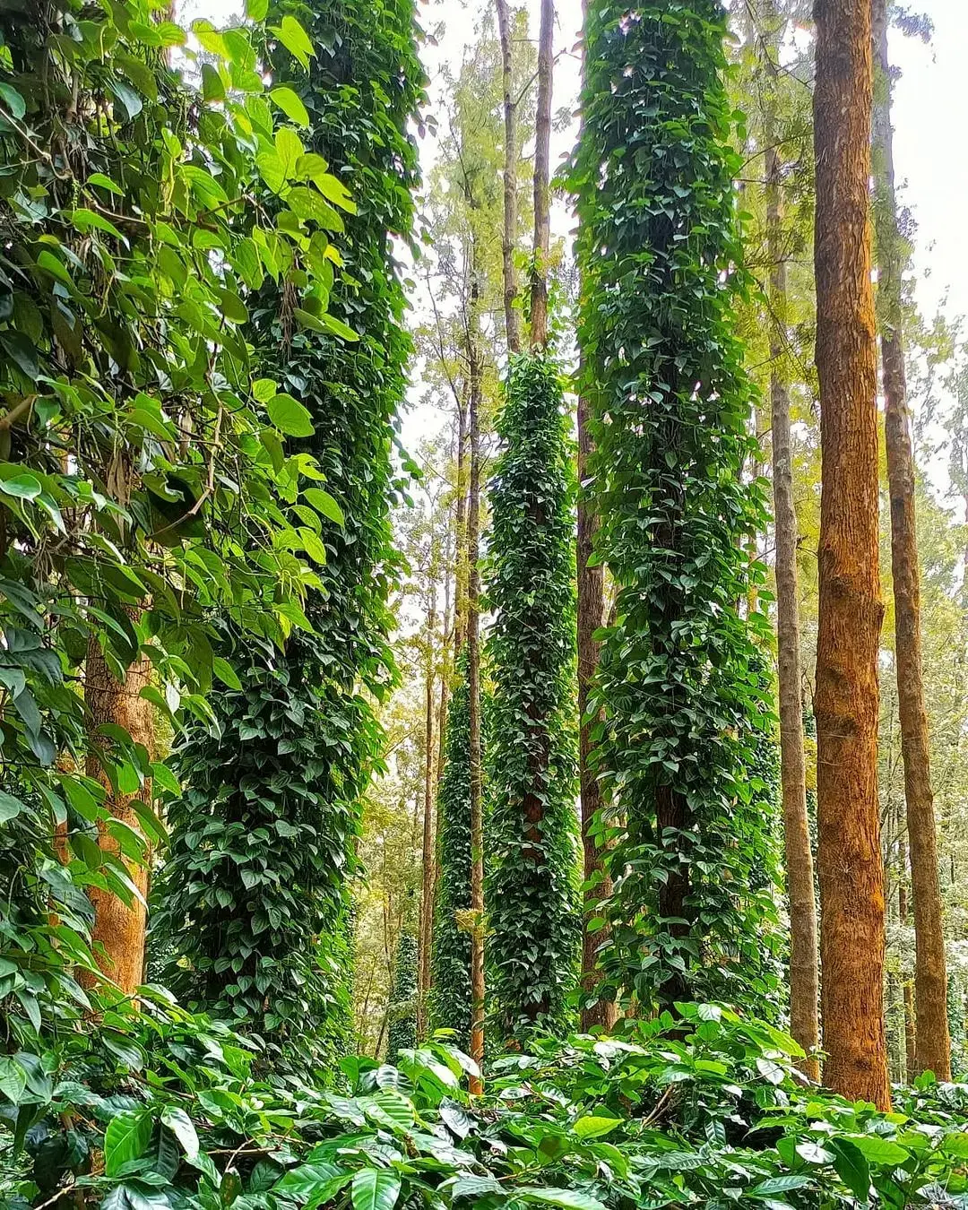 Thekkady to Vagamon