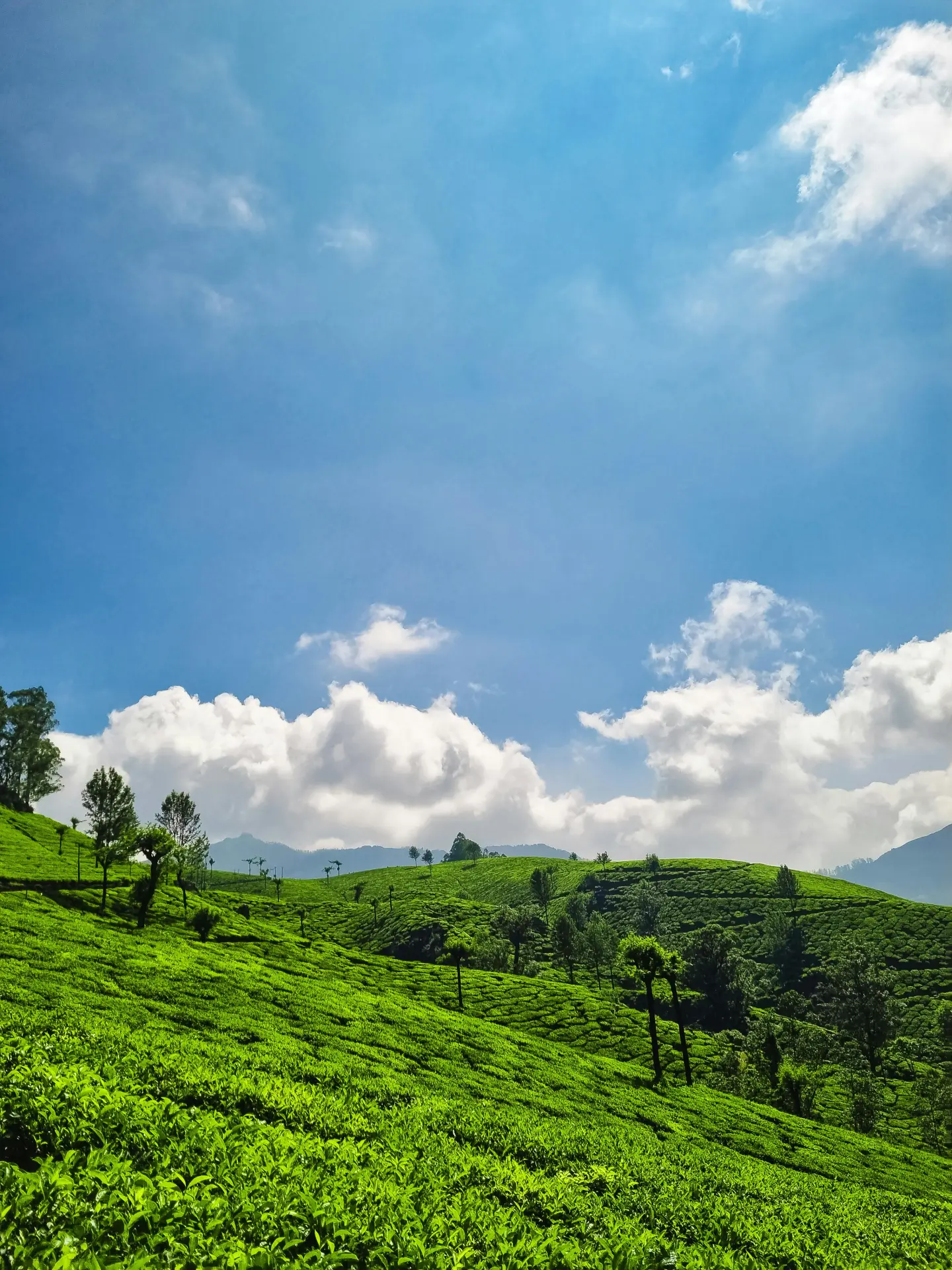 Wayanad to Kochi