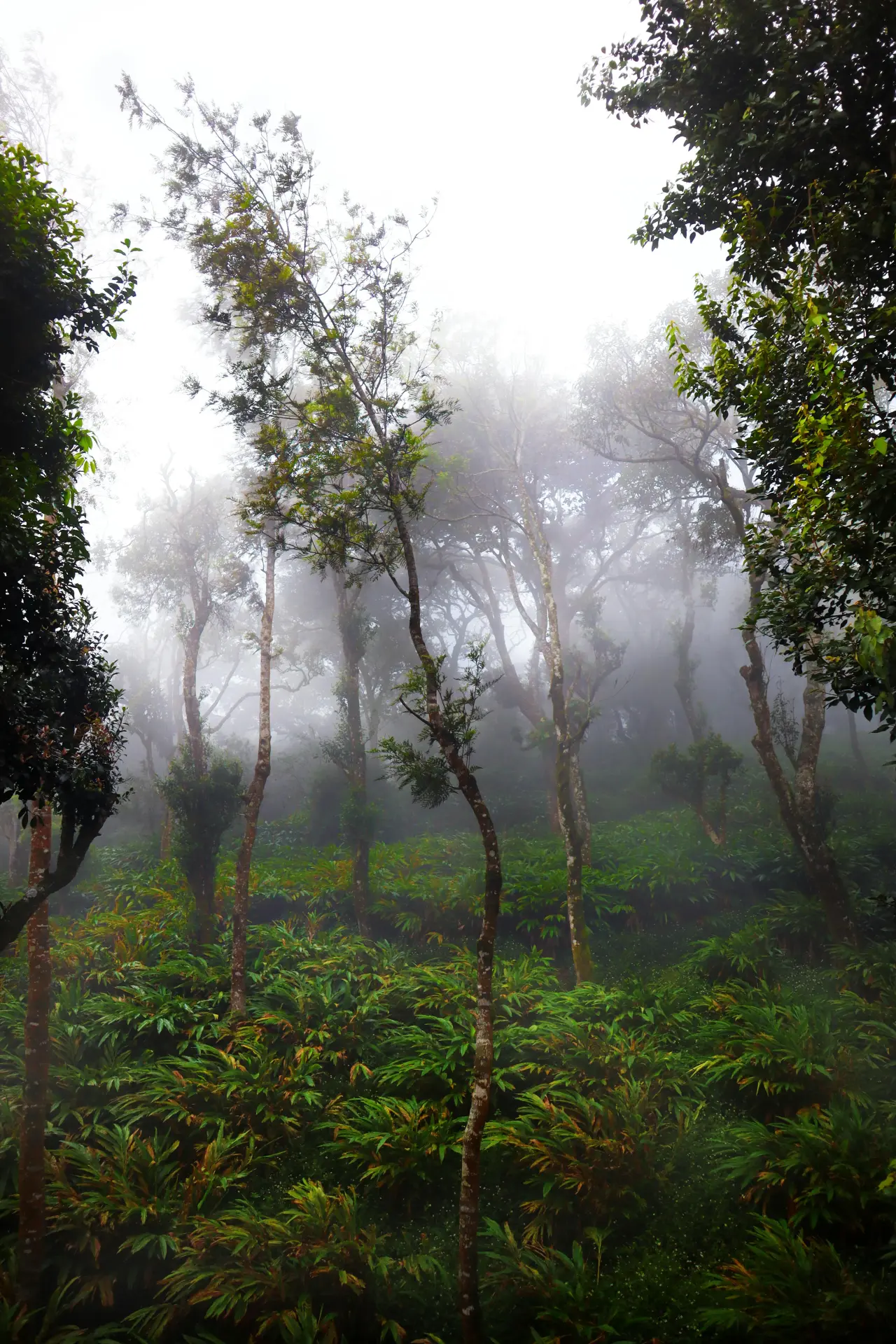 Coonoor → Kotagiri